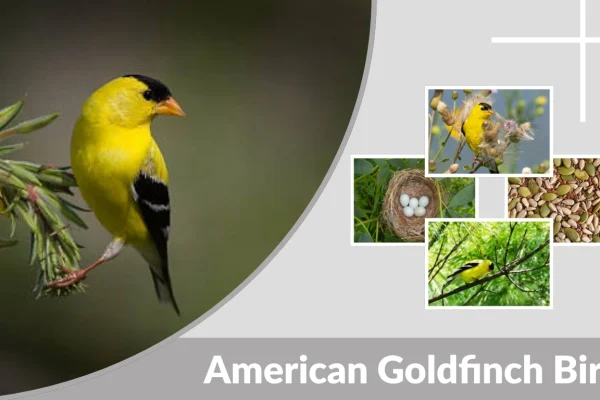 American Goldfinch Bird Identification, Habitat, Diet & Facts