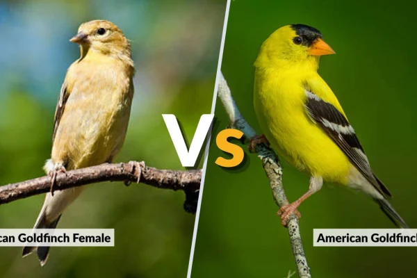 American Goldfinch Female vs Male Key Differences
