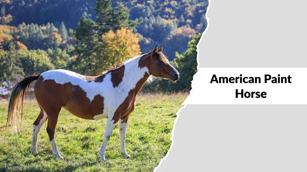 American Paint Horse