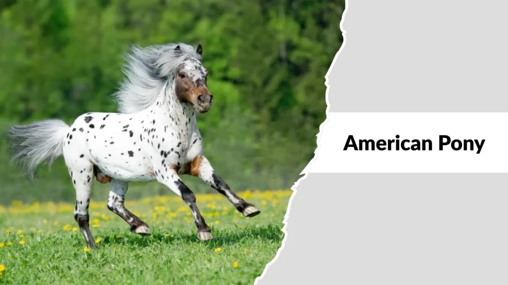 American Pony