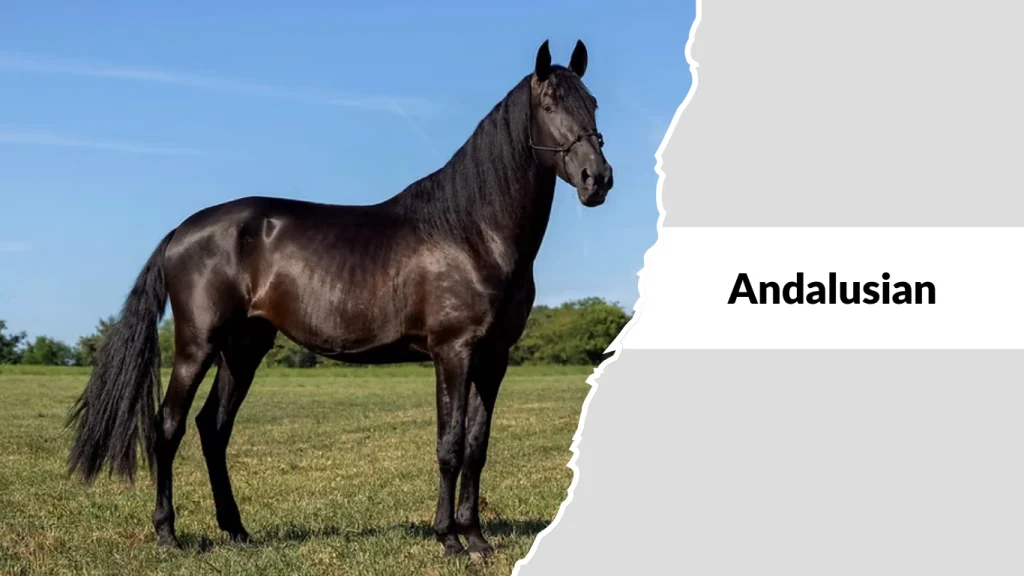 Andalusian