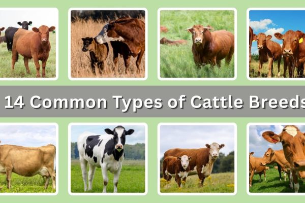 14 Common Types of Cattle Breeds: Identification with Pictures 