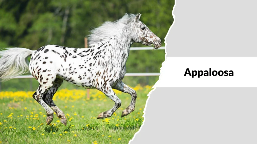 Appaloosa