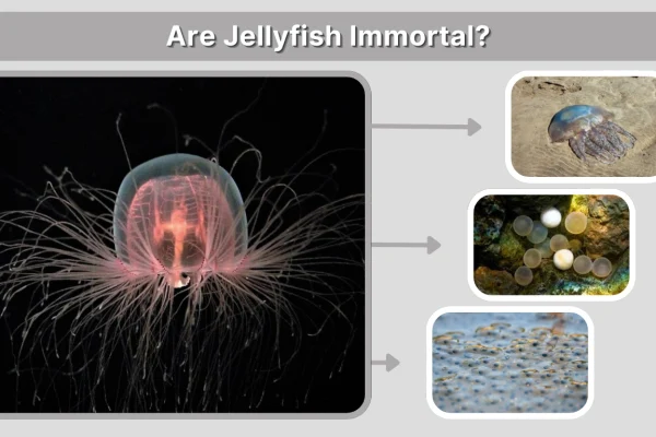 Are Jellyfish Immortal The Truth About Jellyfish Lifespan