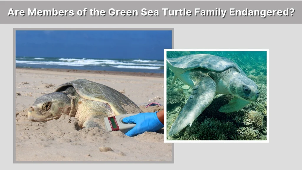 Are Members of the Green Sea Turtle Family Endangered