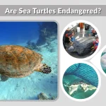Are Sea Turtles Endangered Their Status and Threats