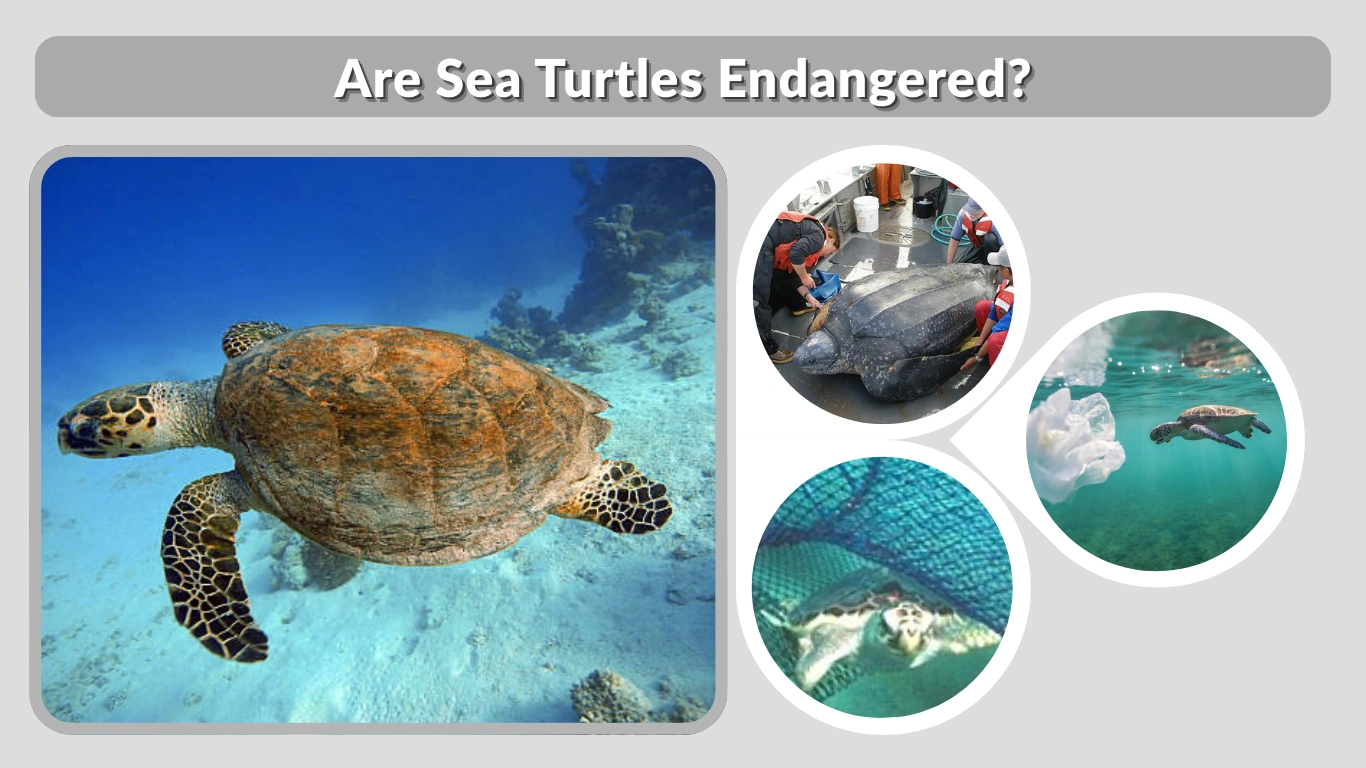 Are Sea Turtles Endangered Their Status and Threats