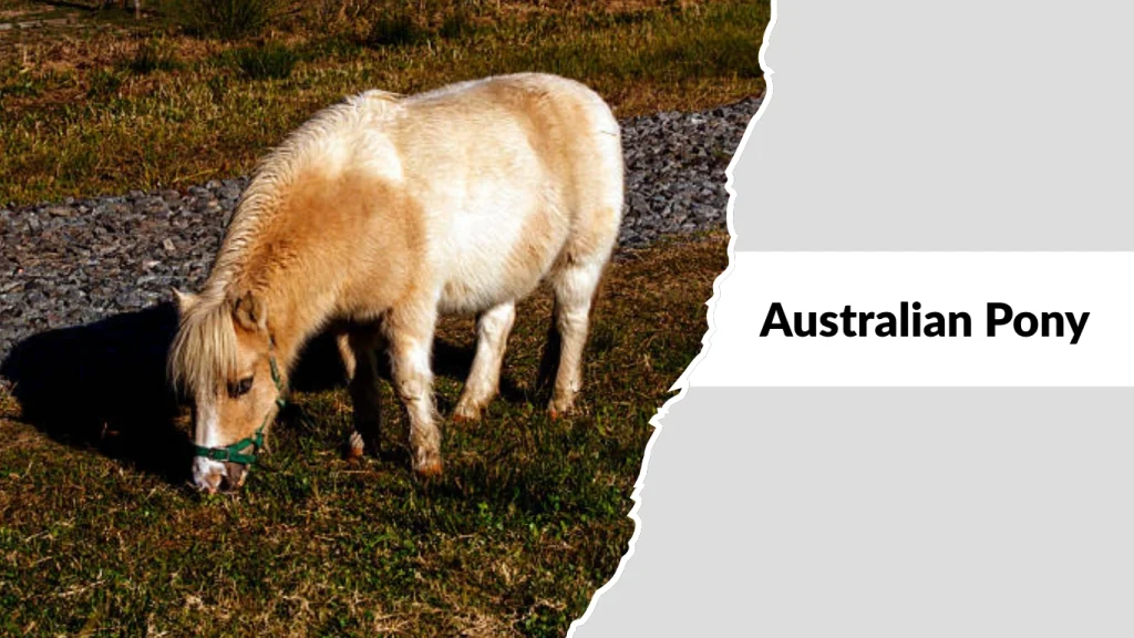 Australian Pony