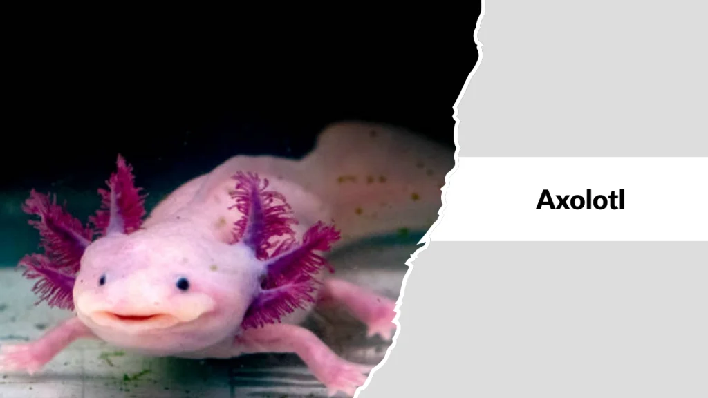 Axolotl