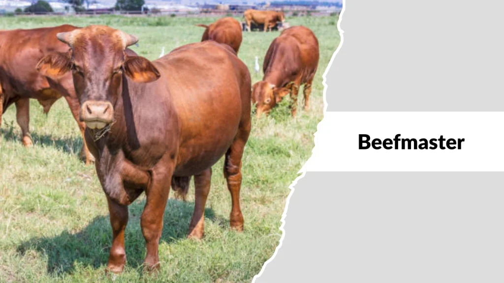 Beefmaster