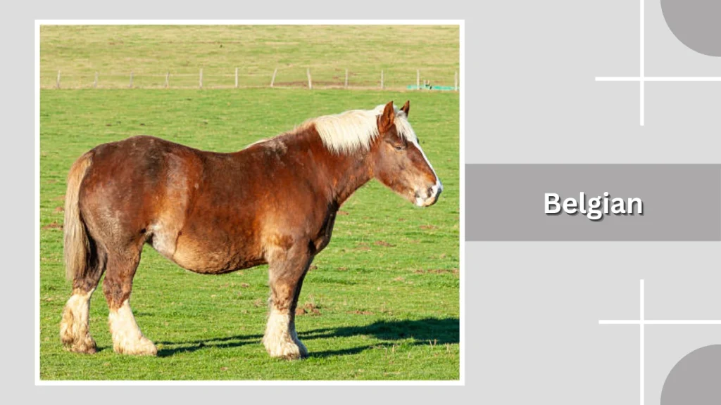 Belgian