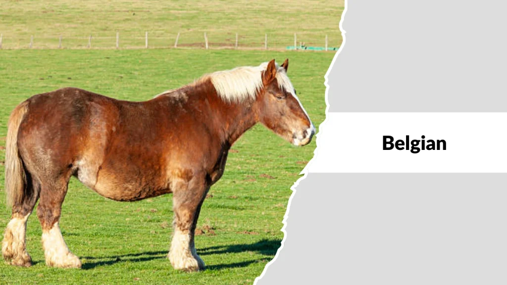 Belgian