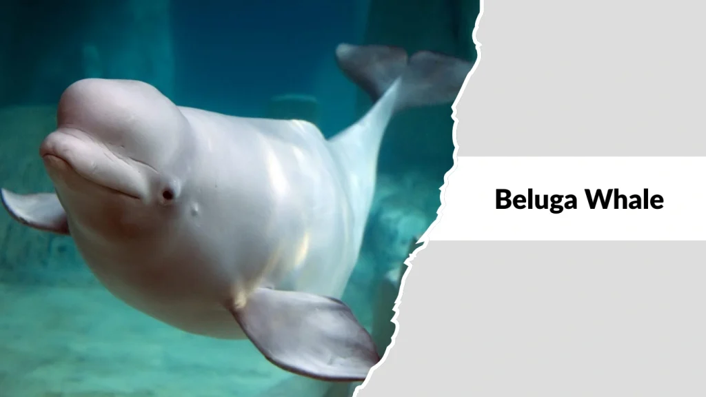 Beluga Whale