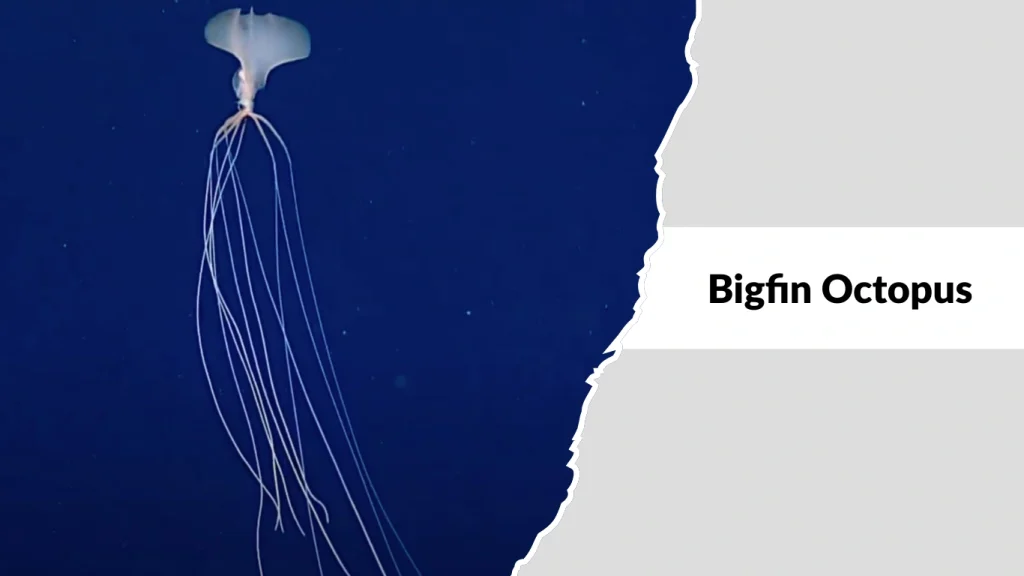 Bigfin Octopus (Magnapinna spp.)