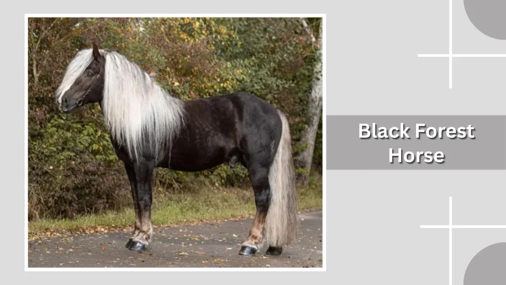Black Forest Horse