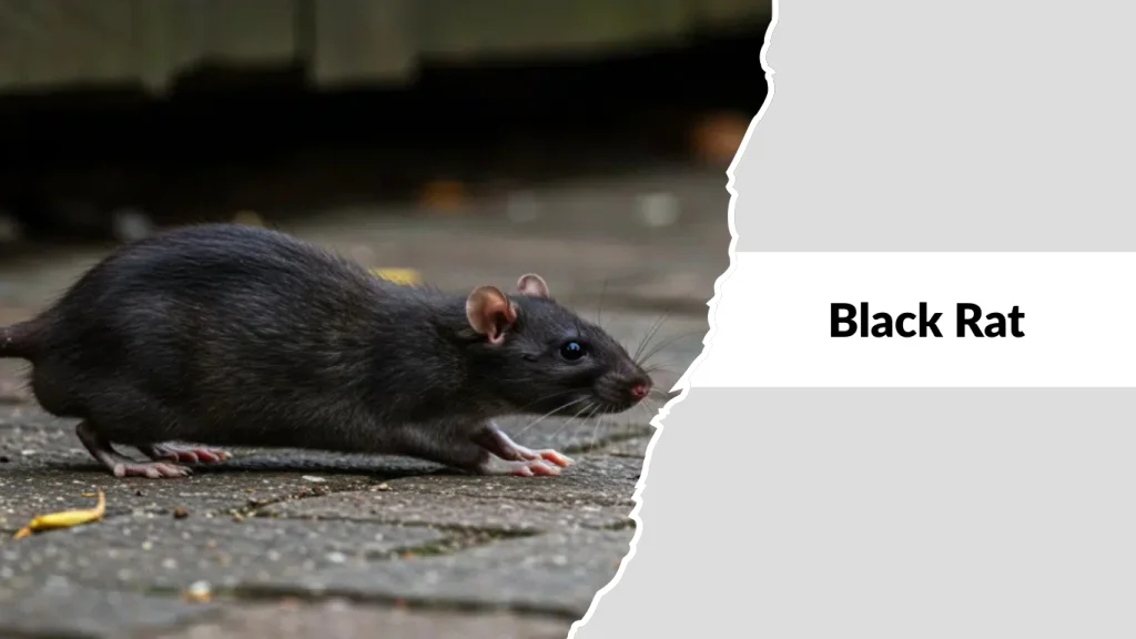 Black Rat