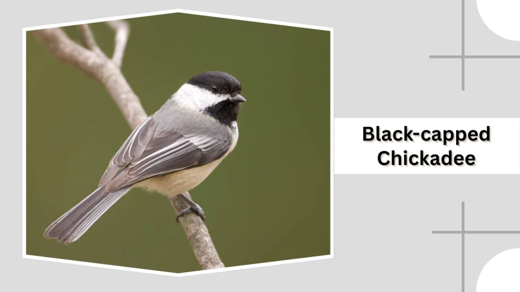 Black-capped Chickadee
