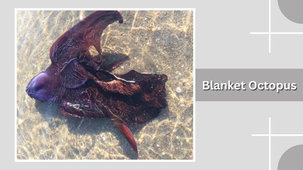 Blanket Octopus