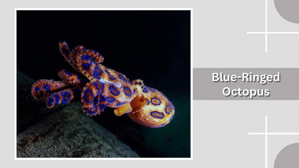 Blue-Ringed Octopus
