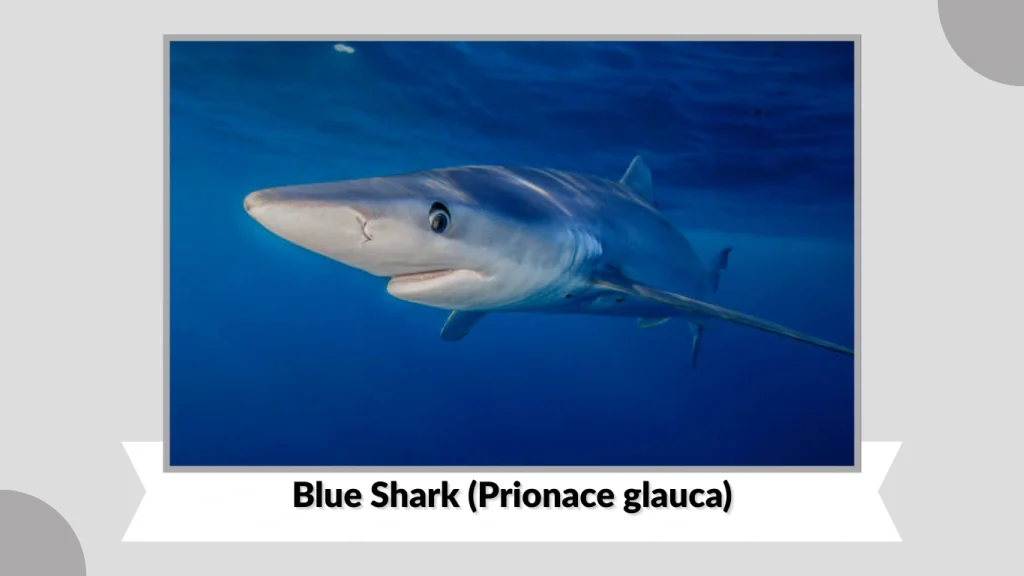 Blue Shark (Prionace glauca)