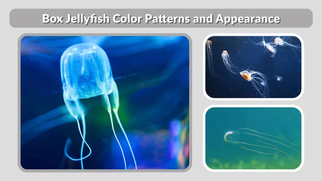 Box Jellyfish Color Patterns and Appearance