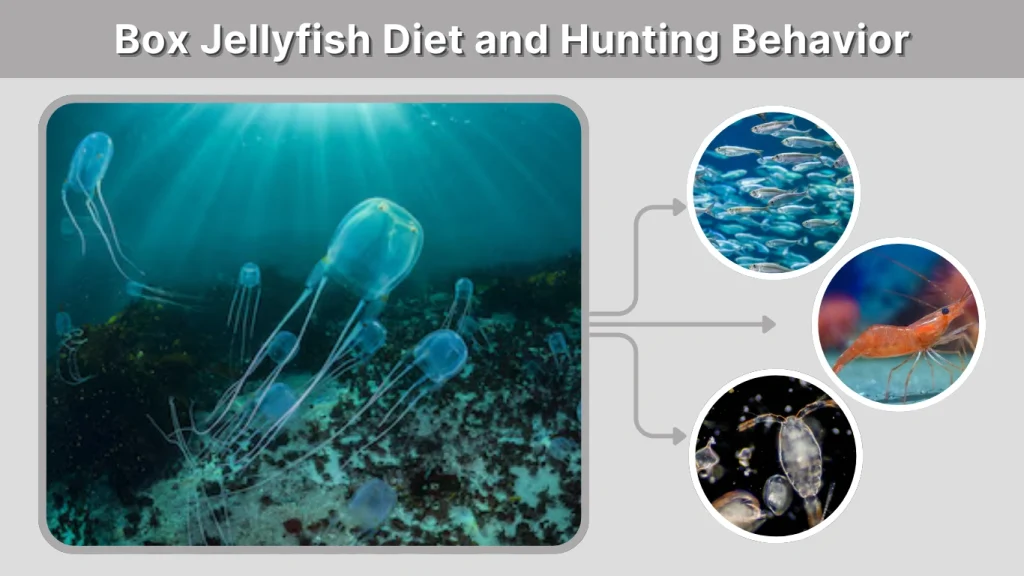 Box Jellyfish Diet and Hunting Behavior