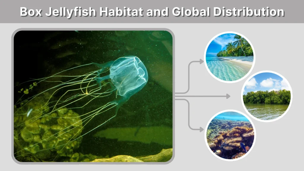 Box Jellyfish Habitat and Global Distribution
