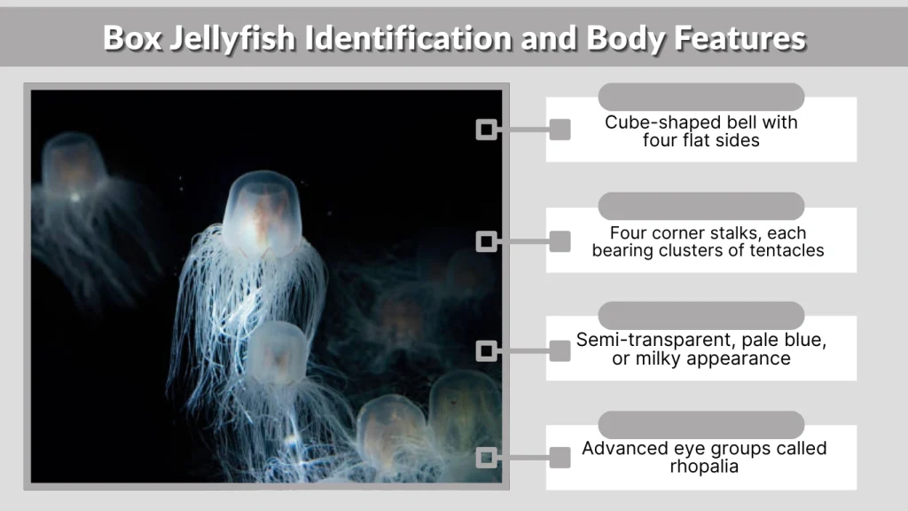 Box Jellyfish Identification and Body Features