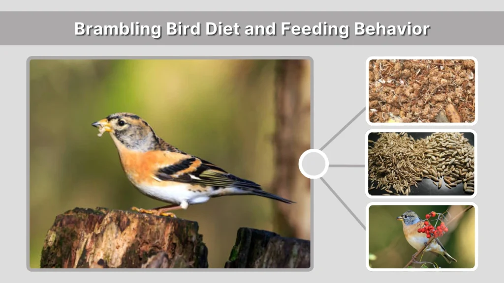 Brambling Bird Diet and Feeding Behavior