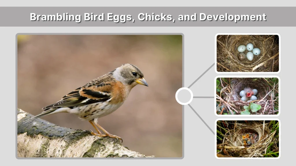 Brambling Bird Eggs, Chicks, and Development