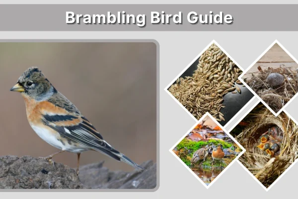 Brambling Bird Guide Identification, Habitat, Diet & Facts