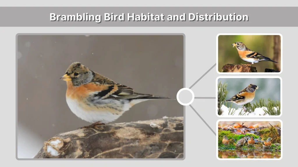 Brambling Bird Habitat and Distribution