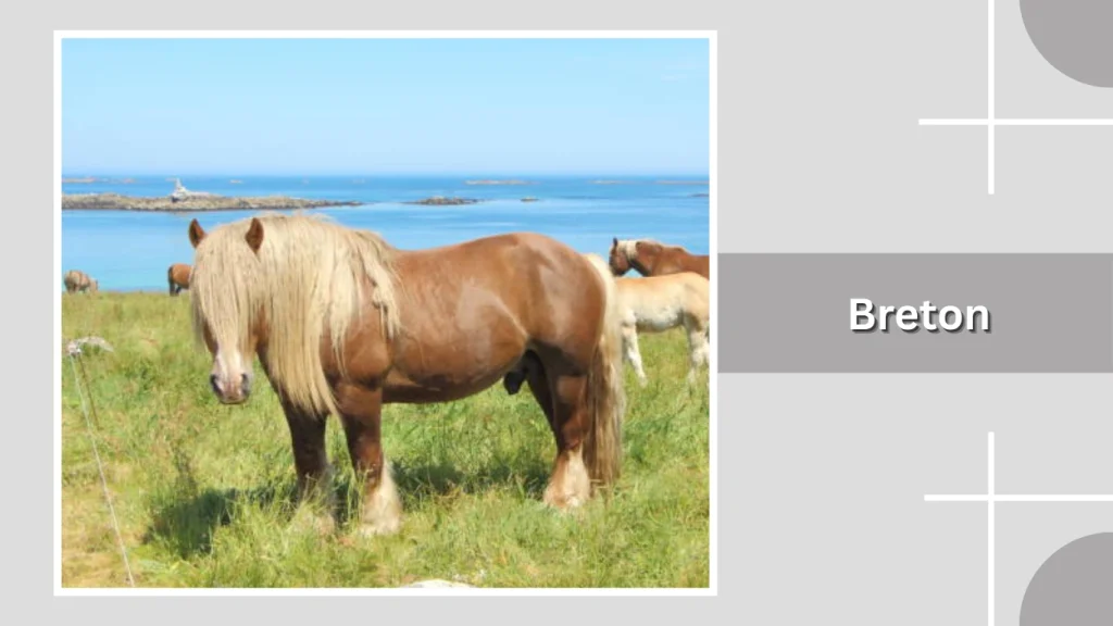 Breton