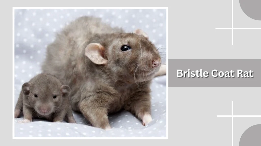 Bristle Coat Rat