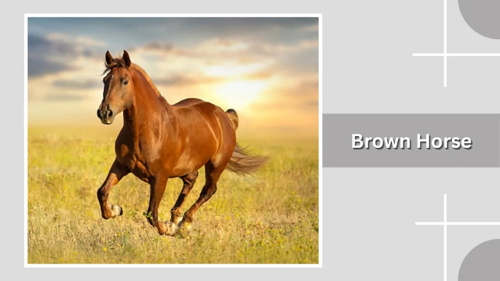 Brown Horse