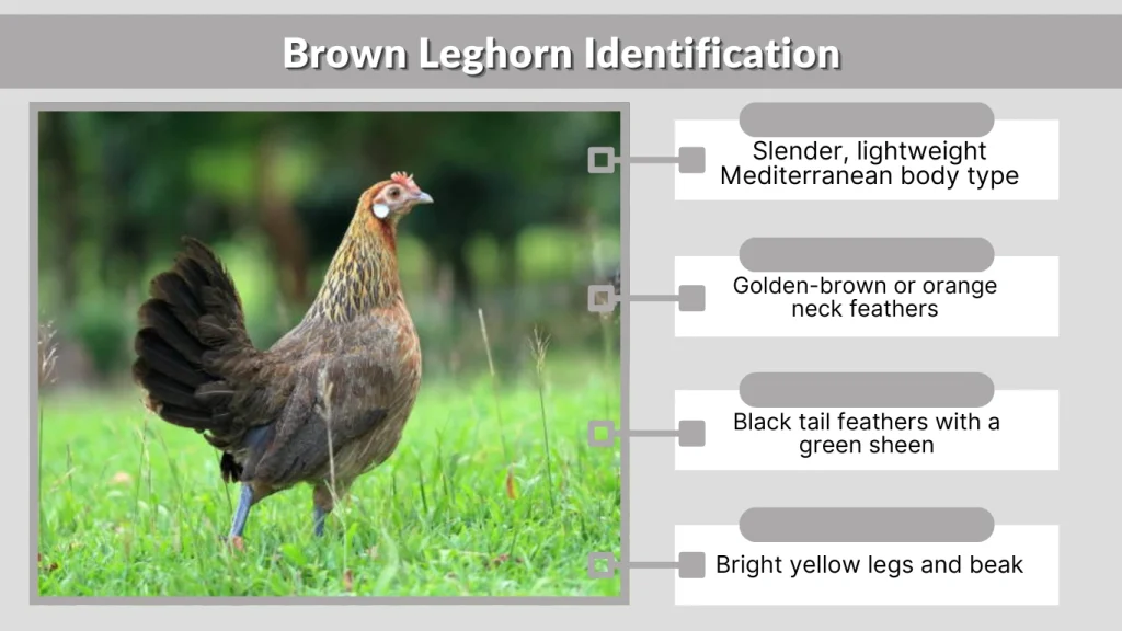 Brown Leghorn Identification