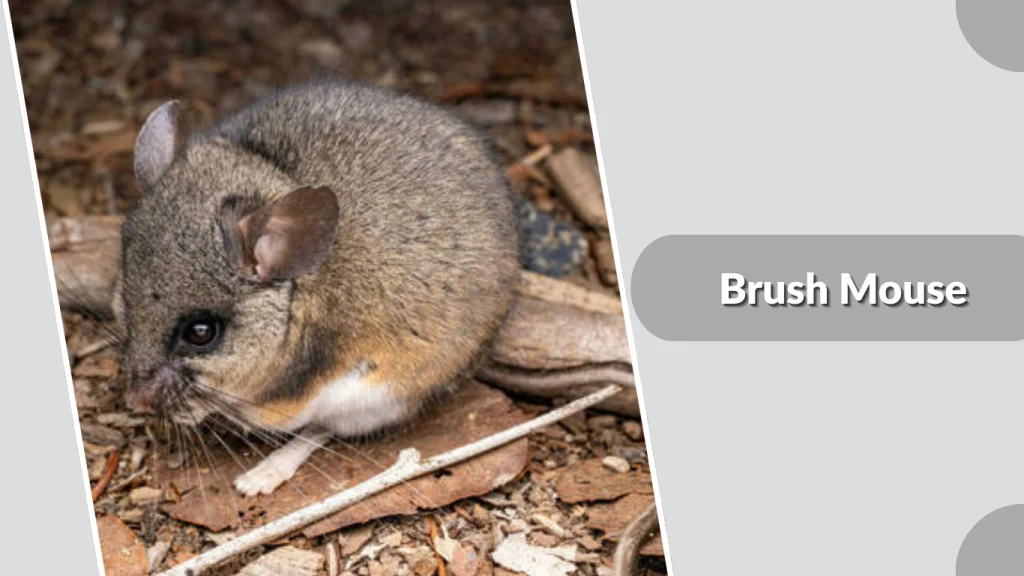 Brush Mouse