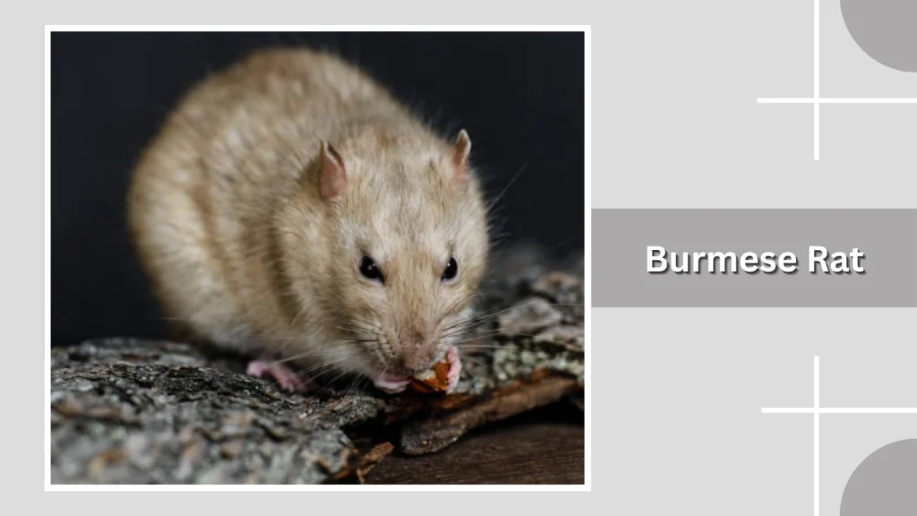 Burmese Rat