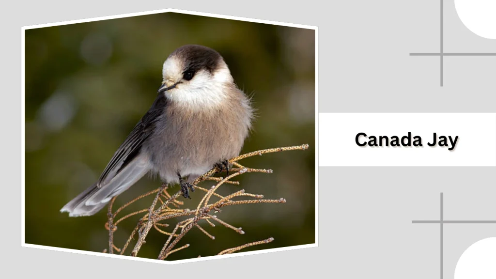 Canada Jay