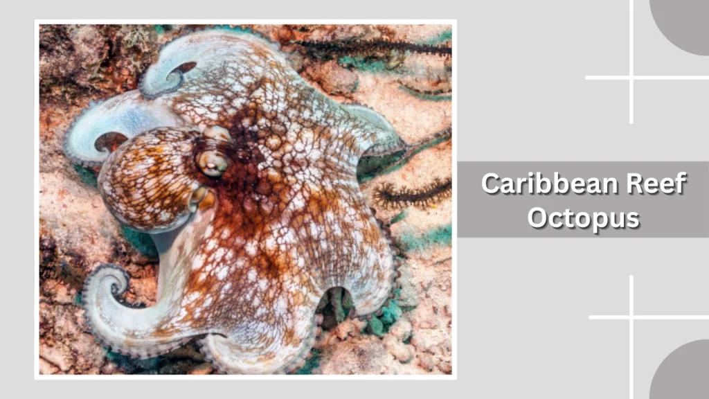 Caribbean Reef Octopus