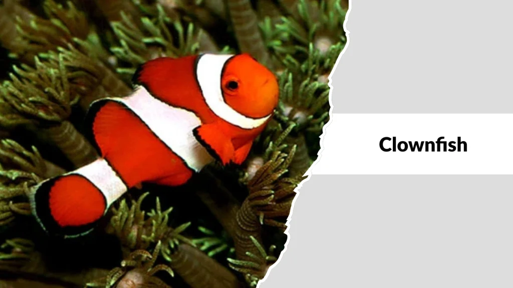 Clownfish