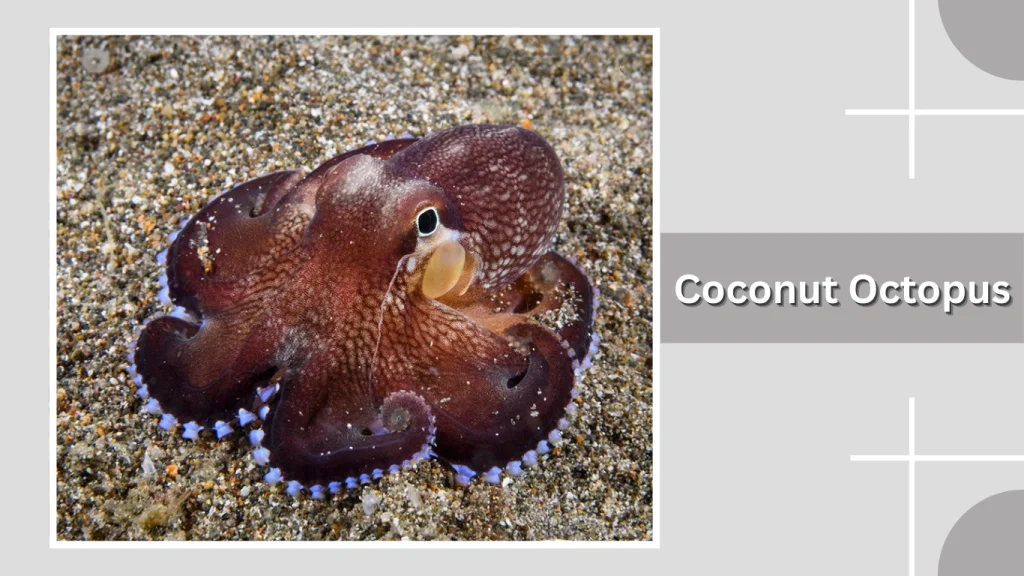 Coconut Octopus