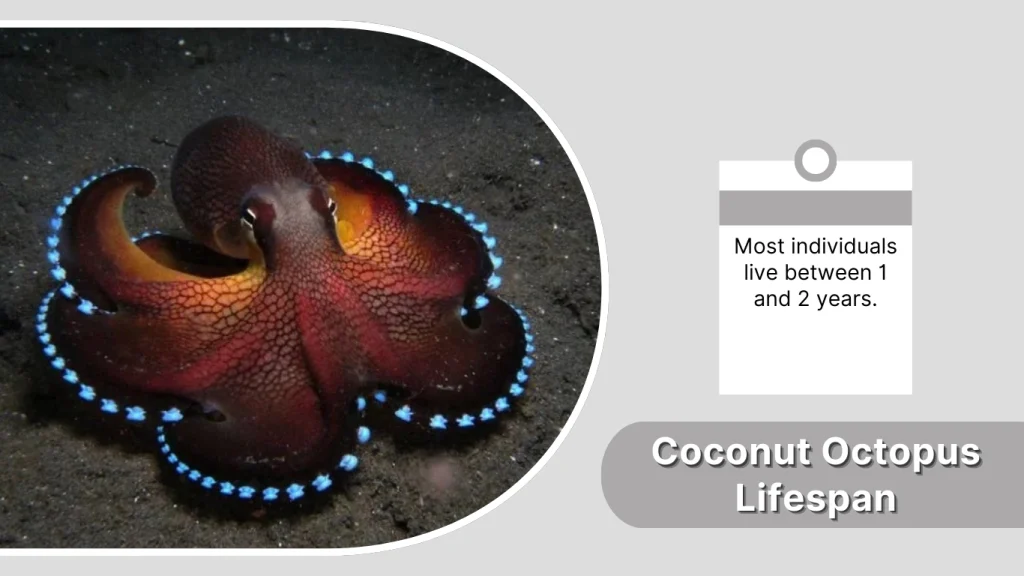 Coconut Octopus Lifespan