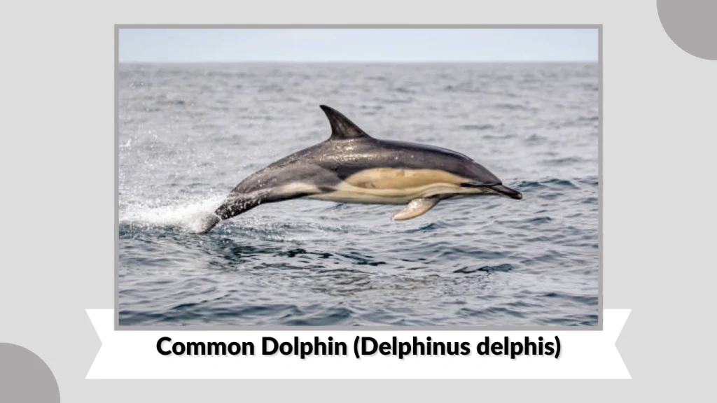Common Dolphin (Delphinus delphis)