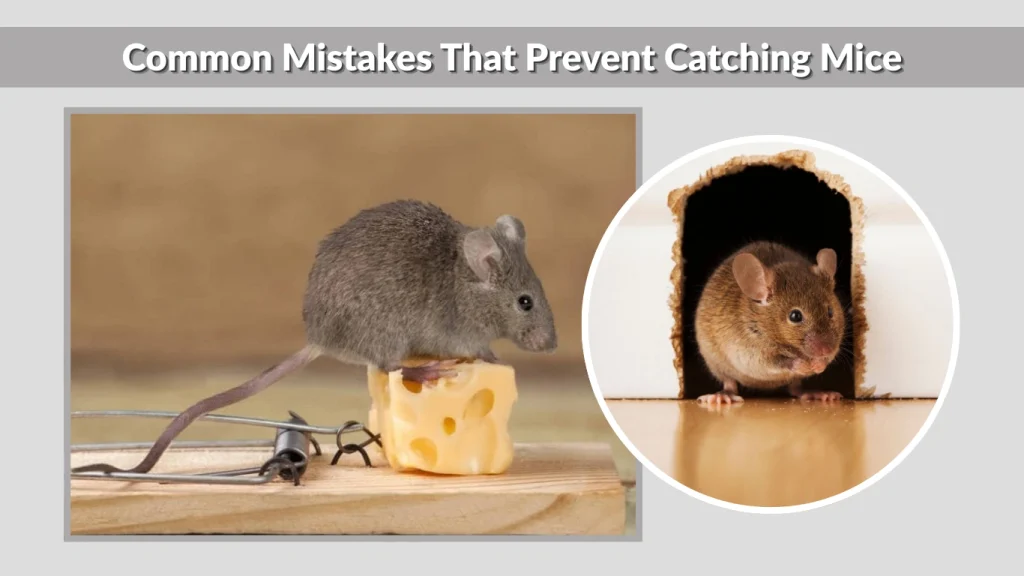 Common Mistakes That Prevent Catching Mice