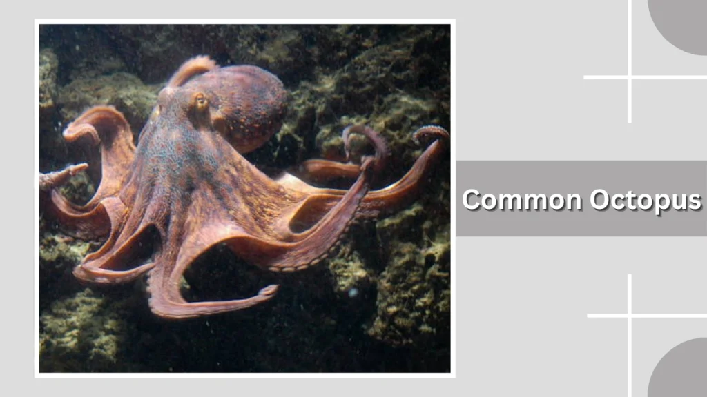 Common Octopus