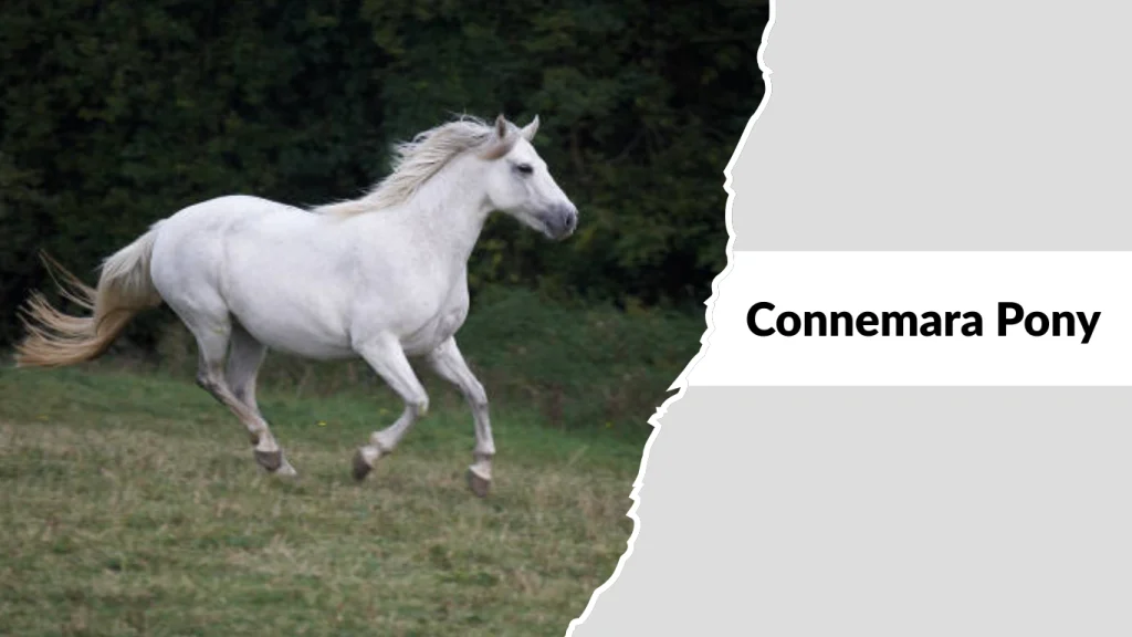 Connemara Pony