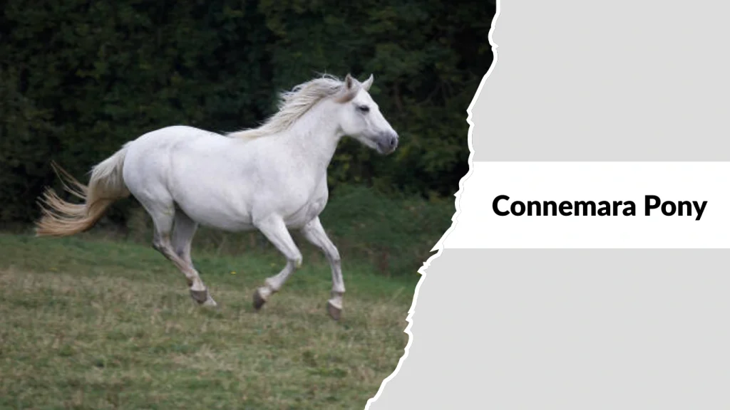 Connemara Pony