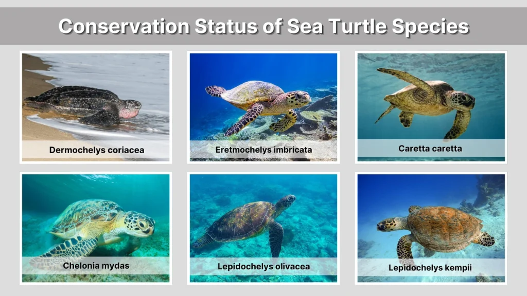 Conservation Status of Sea Turtle Species