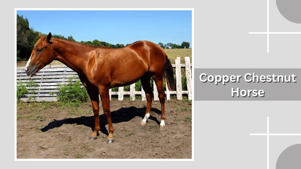 Copper Chestnut Horse
